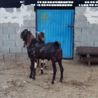 پازن|حیوانات مزرعه|برازجان, |دیوار