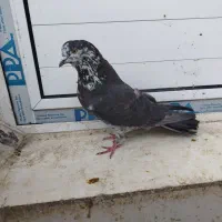 کبوتر تهرانی زوردار|پرنده|سرپل ذهاب, |دیوار