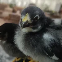 جوجه محلی گلپایگانی دو هفته ای با تغذیه خوب