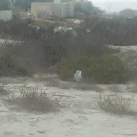 زمین-گیاهدان-جای-خوب