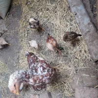 جوجه لاری 45روزه