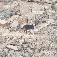 سگ چنبر گله ای به شرط همه چی