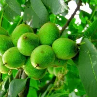 تولید و عرضه نهال گردو بلغاری|خدمات باغبانی و درختکاری|ایلام, |دیوار