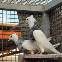 فروش یک جفت طوقی|پرنده|بندرلنگه, |دیوار