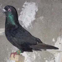 کبوتر