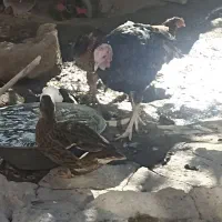 بوقلمون نر دوساله|حیوانات مزرعه|صومای برادوست, |دیوار