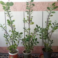 گل مرجان طبیعی