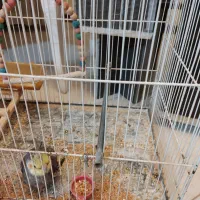 عروس هلندی دوعدد|پرنده|مشهد, امیریه|دیوار