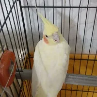 جفت عروس هلندی