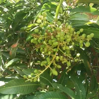 انوع نهال مرکبات و انبه و میوه های گرم سیری