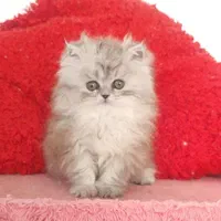 مجموعه گربه میوهاپ/ گربههای اصیل منتظر شما هستند|گربه|رشت, گلسار|دیوار