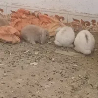 خرگوش لوپ