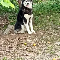 سگ هاسکی نر ،جوان و زیبا