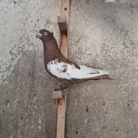 کبوتر سینه ای|پرنده|قیروکارزین, |دیوار