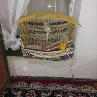 عروس هلندی با قفس (نروماده)یک جفت