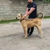 سگ گمشده