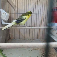 قناری رسمی بارنگ عالی نروماده