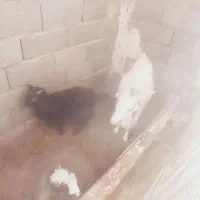 دو تا بز ماده و دوتا بزغاله|حیوانات مزرعه|هشتگرد, هیو|دیوار