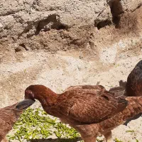 مرغ لاری یکسالو نیم