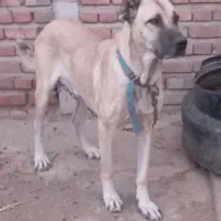 سگ نگهبان و گله|سگ|آذرشهر, |دیوار