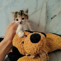 واگذاری رایگان بچه گربه تحتنظرانجمنحمایتازحیوانات|گربه|زاهدان, |دیوار