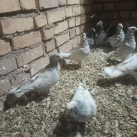 سرونج کاکولی بقدادی