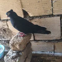 کبوتر