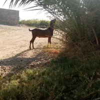 دو عدد کهره نر|حیوانات مزرعه|بندرعباس, |دیوار