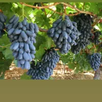 نهالستان زرین طلا فروش انواع نهال