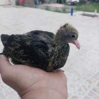 جوجه کبوتر دستی