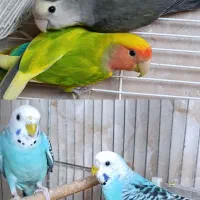 طوطی برزیلی و مرغ عشق