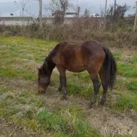 اسب|اسب و تجهیزات اسب‌سواری|پره‌سر, |دیوار