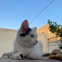 بچه گربه خانگی سالم|گربه|اشکذر, |دیوار