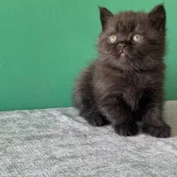 بریتیش اسموکی