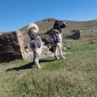 سگ سرابی|سگ|اردبیل, |دیوار