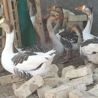 قوغاز کاکلی درجه یک جوان|حیوانات مزرعه|قم, جمکران|دیوار
