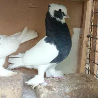 نر و ماده طوق سیاه عروسک|پرنده|شیراز, دشت چنار|دیوار
