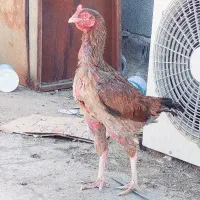 ماده مرغ اصیل و زیبا