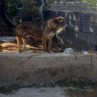 سگ عراقی