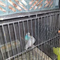 مرغ عشق جفت