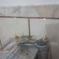 عروس هلندی سخنگو|پرنده|تاکستان, |دیوار