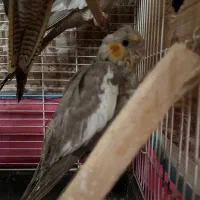 ۳عدد عروس هلندی بالغ|پرنده|آستارا, |دیوار