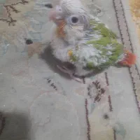 جوجه گرینچیک یک ماهه