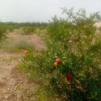 فروش یک قطعه زمین باغی با درخت با مجوز دیوار کشی