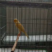 قناری رسمی بلند فری گلاستر موزاییکی|پرنده|قم, سیدان|دیوار