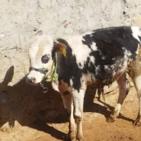 گوساله نر