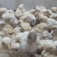 جوجه گوشتی چند روزه