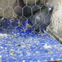 فروشی همه باهم دونه 250