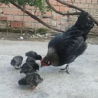 فروش مرغ محلی کرچ با جوجه