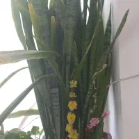 سانسوریا شمشیری سبز بزرگ